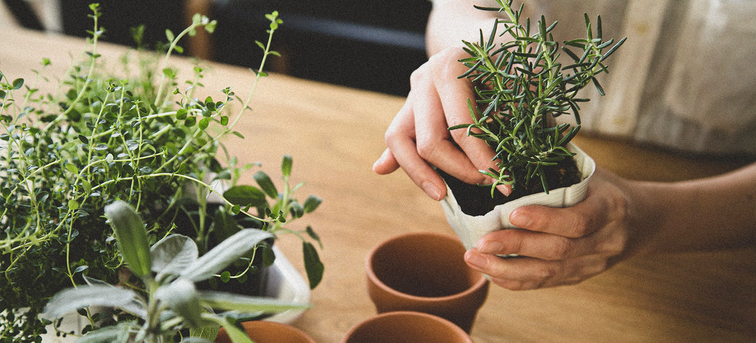 A Gentle Revival with Rosemary Oil